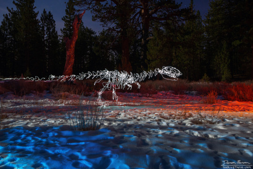 dariustwin:DAILY LIGHT LEAK: Tyrannosaurus Treads Lightly  Location: Mt. Pinos - Frazier Park, CA  S