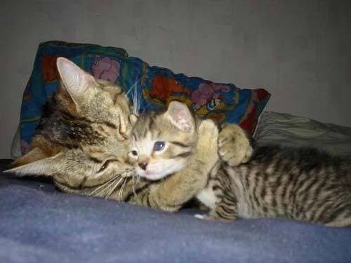 catsbeaversandducks:  Sometimes all you need is a hug. Via BuzzFeed