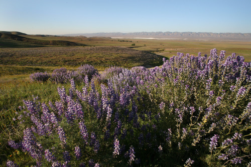 mypubliclands:  Enjoy beautiful spring views of your public lands with friends and family this weekend!  Photos of BLM-California Carrizo Plain National Monument by Bob Wick 