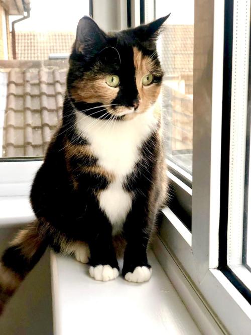 supermodelcats:Tigger transfixed by a bird