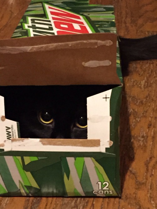 adealwasmadethatday:My cat found a new happy place