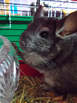 zcvran:  so heres my new baby chinchilla, felix or fili, by me also called chinchilla number two, the Worm or winnie the pooh. four months old. :’) 