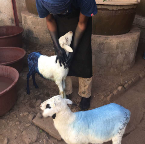 widewaterwoman:Aboubakar Fofana shares his story and process behind his living work, Africa Blessing