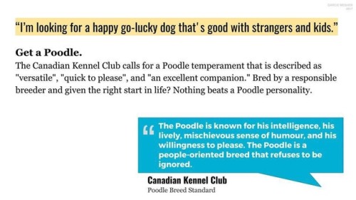 dndogs:And if you have a poodle mix of some kind and you love them, that’s cool. This isn’t a tirade