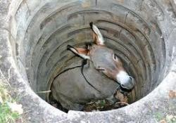 Sweettbynature:  One Day A Farmer’s Donkey Fell Down Into A Well. The Animal Cried