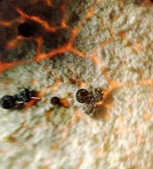 Powdery mildew fungus (Phyllactinia fraxini) producing chasmothecia on European ash (Fraxinus excelc