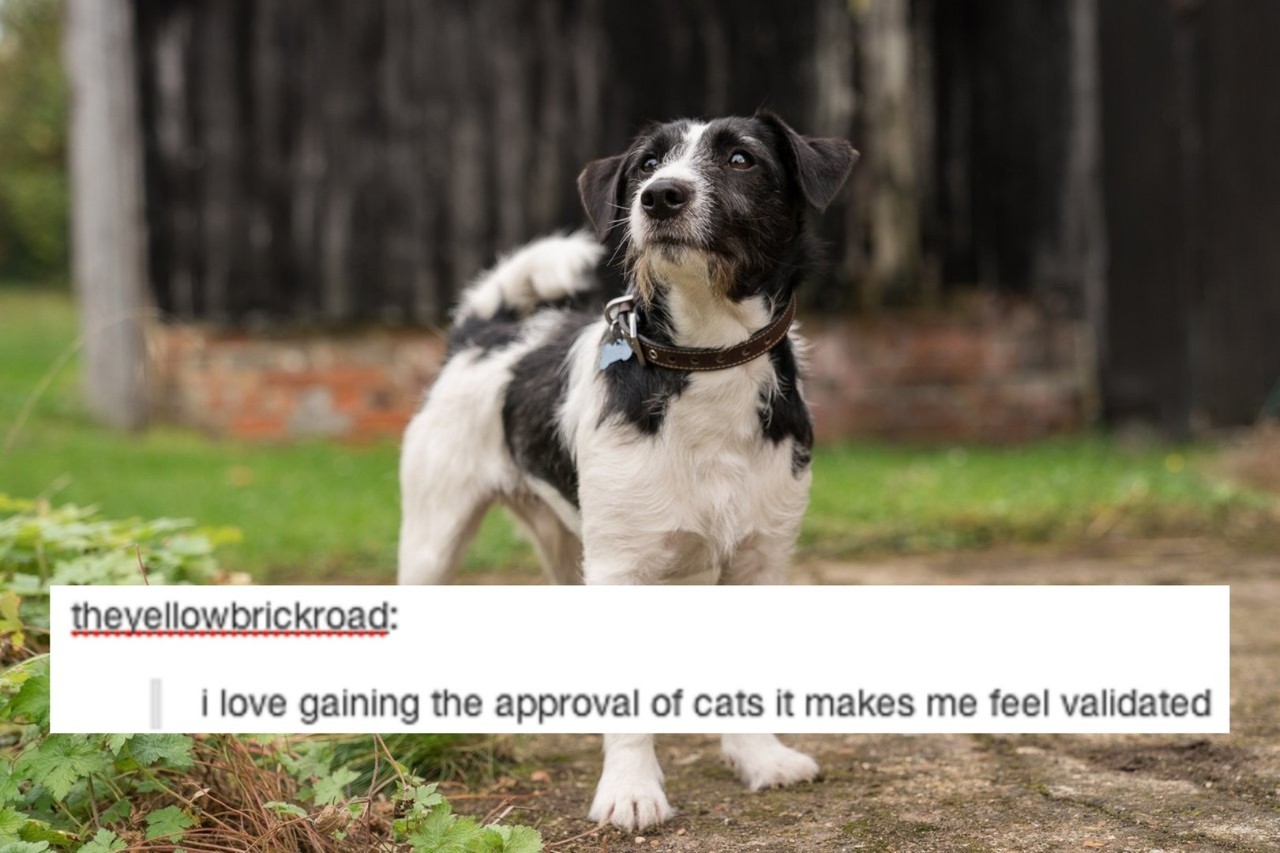 Dog Good Omens Explore Tumblr Posts And Blogs Tumgir Dog Good Omens Explore Tumblr Posts And Blogs Tumgir