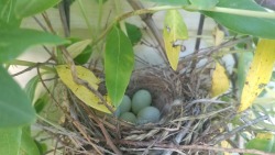 Found what I think is a starling nest today.💚🐣