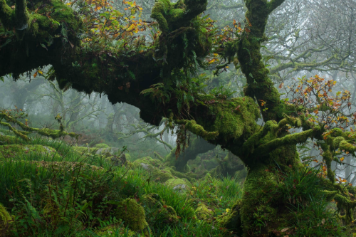 tulipnight: The Haunted Wood by Andy Farrer