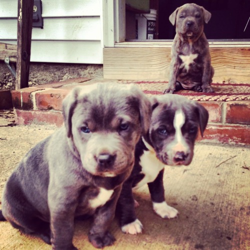 bakedcannonbomb:  Puppies make life better in general.