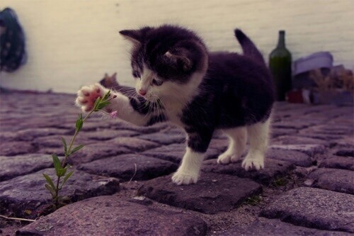 And i will fly.