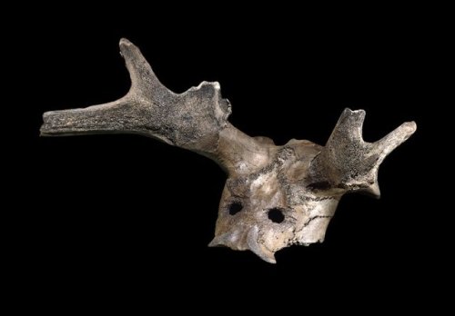historyarchaeologyartefacts:Mesolithic headdress made from a skull of a red deer, ca. 8000 BCE [OS][
