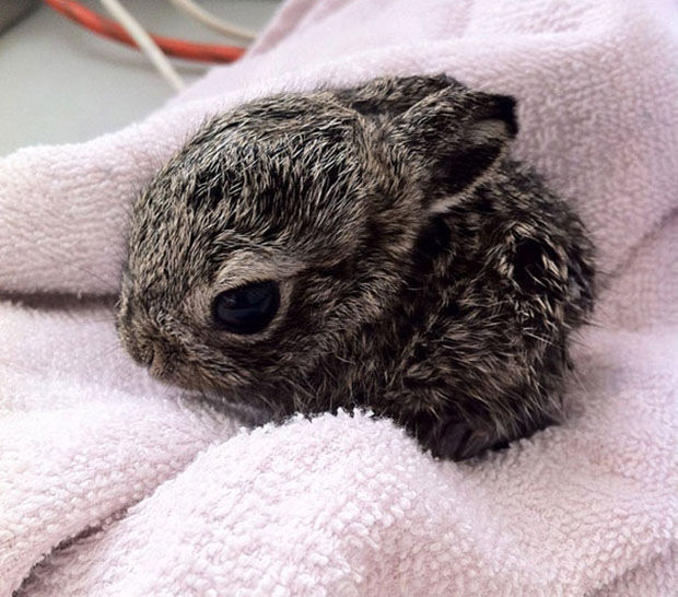 blazepress:  Baby animals are the best animals.