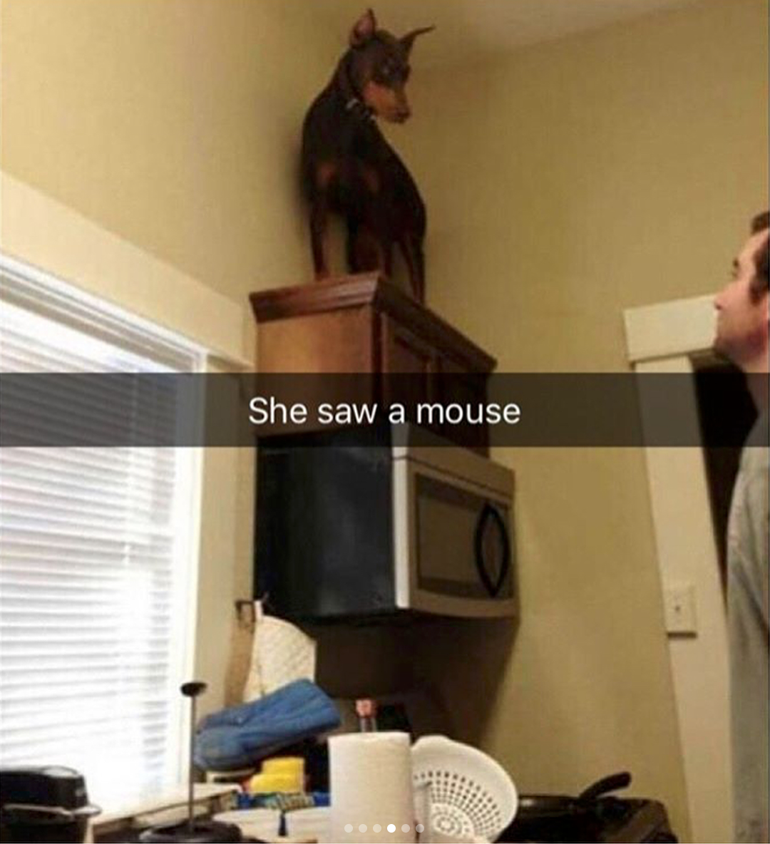 babyanimalgifs:  Animal snaps