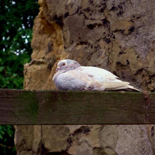 On the Fence.