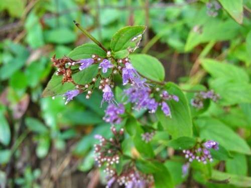 American dittany flowers at close range.