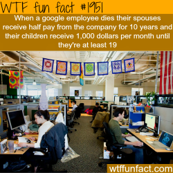 wtf-fun-factss:  Best companies to work for