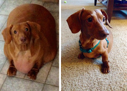 thebestoftumbling:  Dennis, the dieting dachshund, lost 79% of his body weight.  