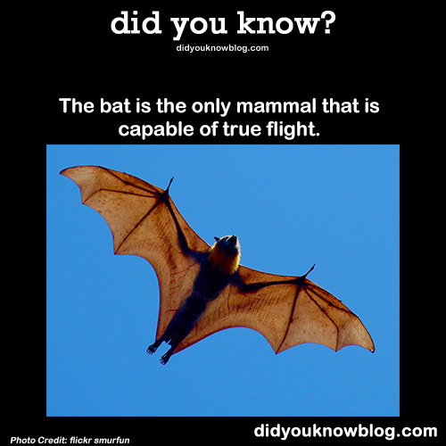 did-you-kno:  The bat is the only mammal that is capable of true flight. Source