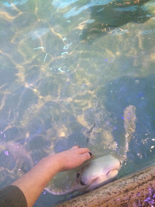 lovely-lilllies:  I found true happiness in a manta ray today