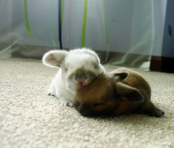 tastefullyoffensive:  Animals Using Other Animals as Pillows [boredpanda]Previously: