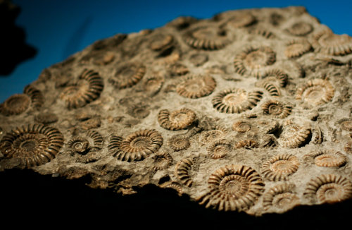 The AmmonoidsThe Ammonoids are a subclass of cephalopods that inhabited the oceans from the Devonian