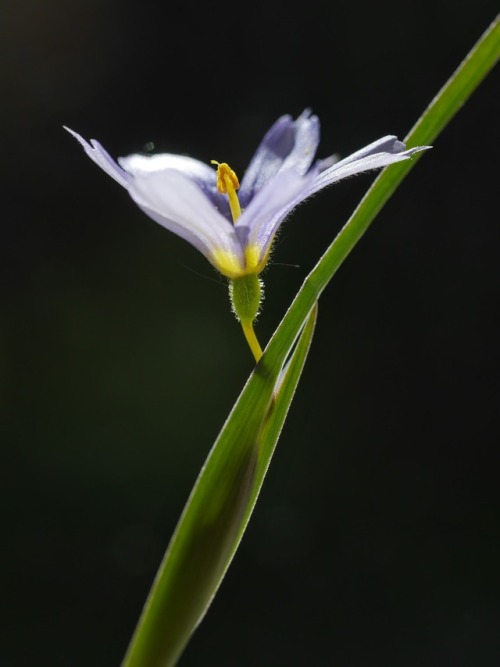 Sisyrinchium montanum “Montana Strict Blue-eyed-grass” IridaceaeMissoula, MTMay 27, 2017