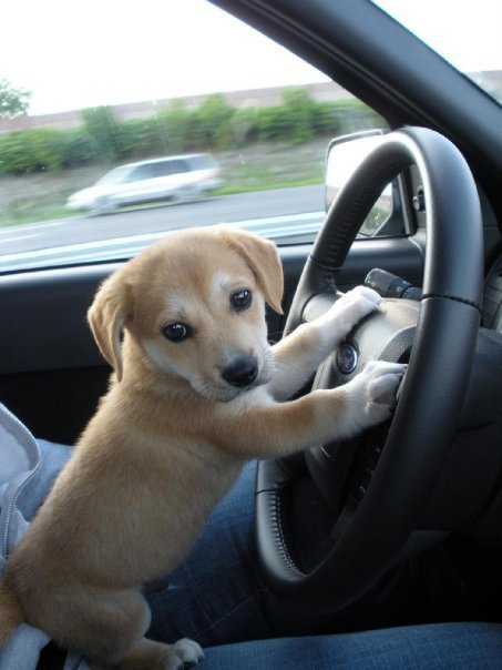the-last-rep-counts:  gen-ixx:  thecutestofthecute:  Dogs and cars!  the-last-rep-counts