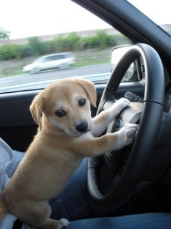 thecutestofthecute:  Dogs and cars!