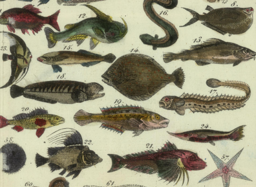 nemfrog: Assembled fish.  Tableau d'histoire naturelle: Reptiles, Mollusques, Zoophites. 1834. 