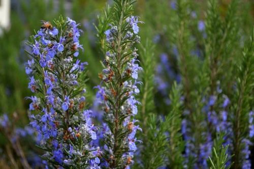 megarah-moon:Honeybees and rosemary~♡ Buy My Photography ♡