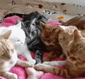 Me And The Mutuals Girlblogging (reblogging The Same Posts From Each Other Because We're All Online At