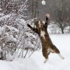 happyheidi:Snow cats ⛄️(via) adult photos