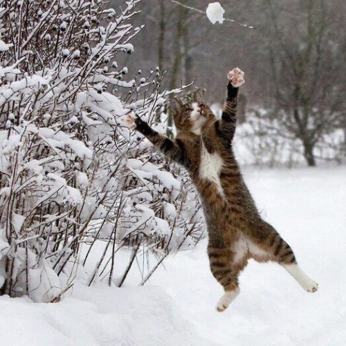 happyheidi:Snow cats ⛄️(via) porn pictures