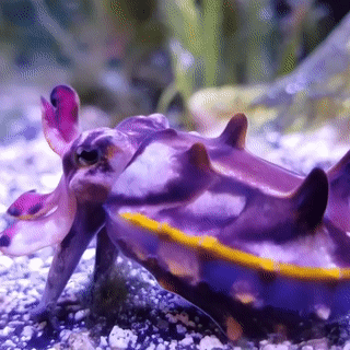 Flamboyant Cuttlefish
