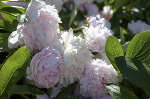 marisarenee: As Dreamy as Dew Drops on Peony Petals (on Instagram) by Marisa Renee