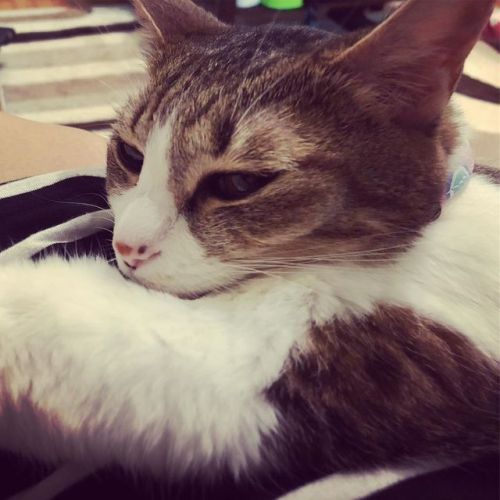 気だるいニャン。#猫 #猫好き #cat #catlover https://www.instagram.com/p/B0BC1eMh1bn/?igshid=1ifqsome3sj5u