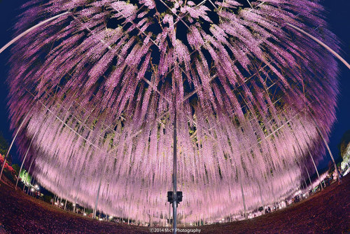 littlelimpstiff14u2:    This 144-Year-Old Wisteria In Japan Looks Like A Pink Sky   These stunning photographs, which look like a glorious late evening sky with dashes of pink and purple, are actually pictures of Japan’s largest wisteria (or wistaria,