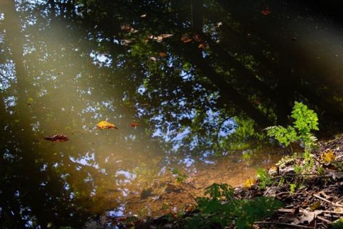 Floating in light . #autumn #leaves #autumnleaves #stream #sunlight #naturallight #brook #water #aut