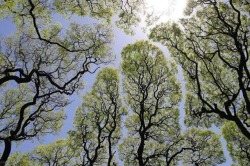 bruddabois:  artisticlog: This is a phenomena known as crown shyness ☘️✨🍃 Two trees, chilling in a forest, five inches apart cus they’re not gay 