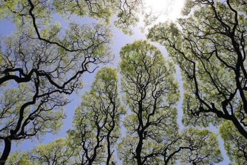 bruddabois:artisticlog:This is a phenomena known as crown shyness ☘️✨Two trees, chilling in a forest