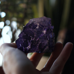 90377:  This cubic purple fluorite is also from a flea market. At first I thought it was just some random dark rock until I hold it up to let some light shine through and I was amazed by it’s beauty! 