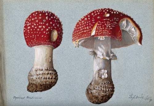 heaveninawildflower:  Studies of the fly agaric fungus (Amanita muscaria). Watercolours (circa 1890-