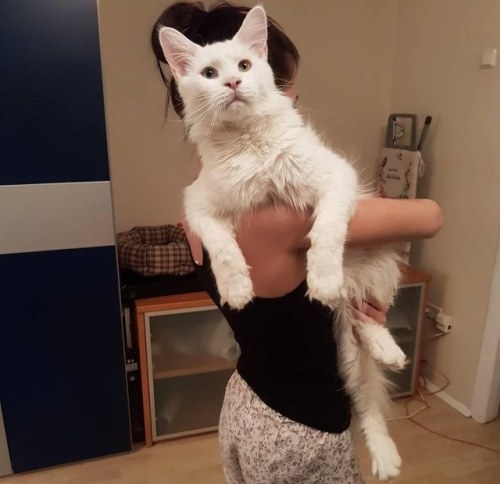 k0zume-kenmas:cumbler-tumbler:zooophagous:catsbeaversandducks:Tihon The Giant Cat “Please