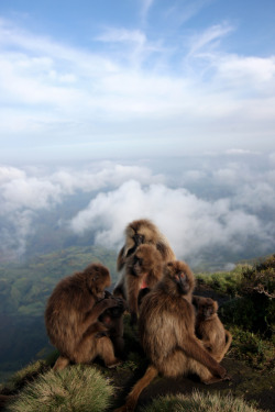 isawatree:  Gelada Family Unit by Clay Wilton