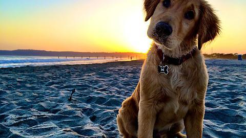 putyouinabettermood:  “B-b-but I don’t wanna leave the beach.” via http://ift.tt/1JNW4YP