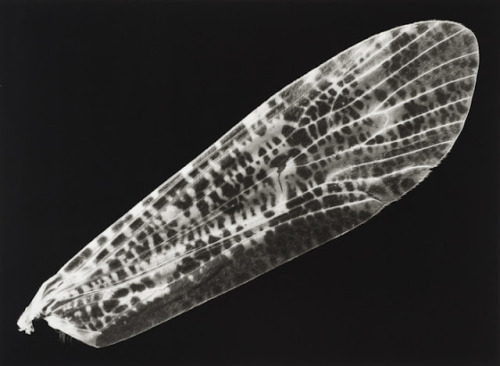 iamjapanese:  gacougnol:  Kazuyuki SoenoFossil of Light  SOENO Kazuyuki （添野 和幸 Japanese, b.1968） 