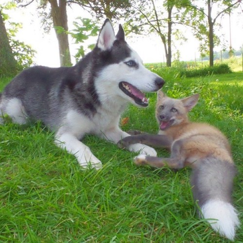 This Husky and fox are best matesift.tt/3aFeVLKArticulos Promocionales