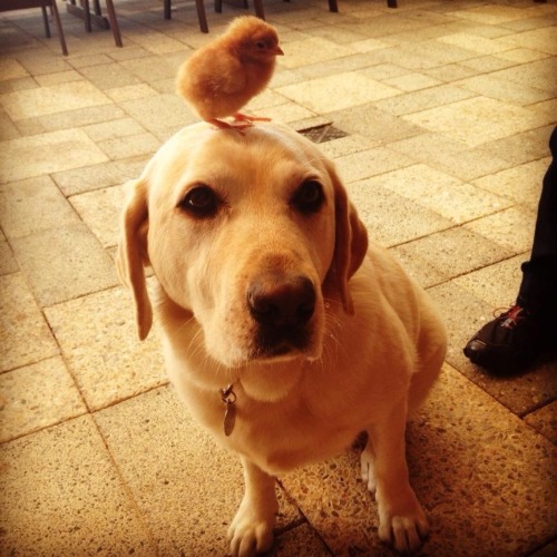 allthingshyper:   feathery dog this is getting out of hand you are bigger feathery dog now feathery dog what are you doing stahp 
