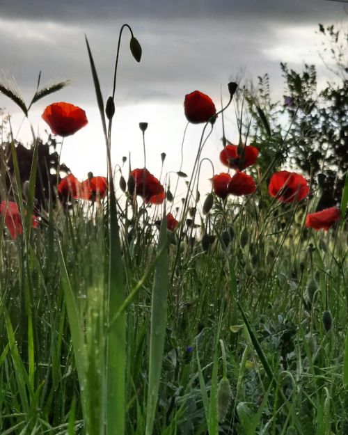 Rising poppies #flowersofinstagram #flowersofinstagram #flowerstagram #poppyflower #poppy #grass #na